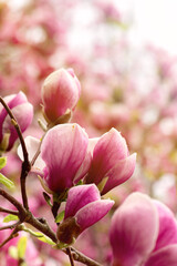 Pink Magnolia flowers close up. Jentle magnolia flower against sunset light. Romantic creative toned floral background.