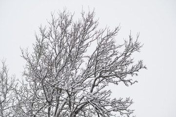 snow covered branches of a tree in winter