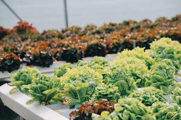 Woman gardener inspects quality of green oak lettuce in greenhouse gardening. Female Asian...