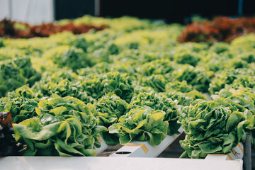 Woman gardener inspects quality of green oak lettuce in greenhouse gardening. Female Asian...