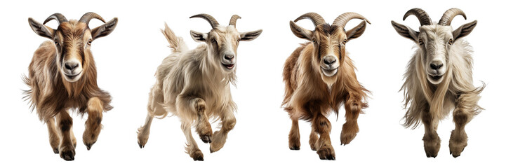 Collection of white goats running isolated on white background