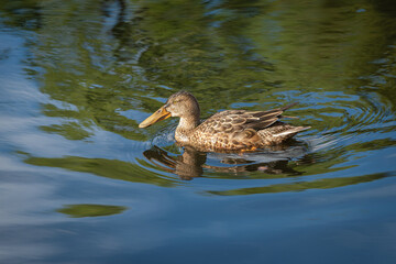 A female shoveler (Spatula clypeata) swims along the shore of a lake in a sunny autumn day