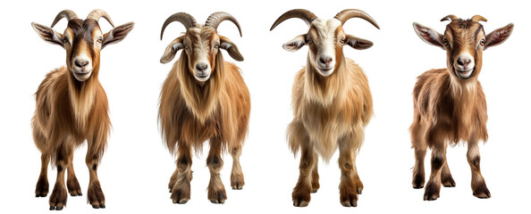 Collection of goats standing and looking at camera isolated on white background