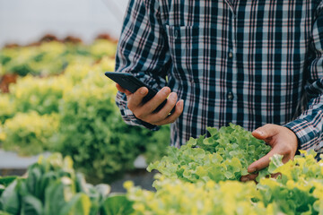 Woman gardener inspects quality of green oak lettuce in greenhouse gardening. Female Asian horticulture farmer cultivate healthy nutrition organic salad vegetables in hydroponic agribusiness farm.