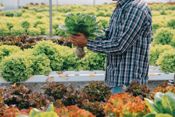 Woman gardener inspects quality of green oak lettuce in greenhouse gardening. Female Asian...