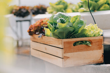 Woman gardener inspects quality of green oak lettuce in greenhouse gardening. Female Asian...