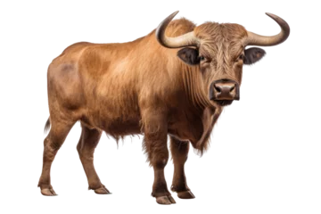 Rolgordijnen Strongest dark brown bull with muscles and long horns portrait looking at camera isolated on clear png background, Animals Fighter concept © TANATPON