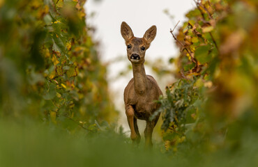 magnifique portrait d'un très joli chevreuil regardant vers le photographe dans un décor de vigne aux couleurs d'automne !