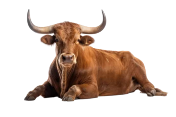 Selbstklebende Fototapeten Strongest dark brown bull with muscles and long horns portrait looking at camera isolated on clear png background, Animals Fighter concept © TANATPON