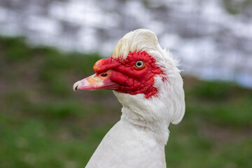 Muscovy duck Cairina moschata white bird with red face and unfriendly very bad expression on bench seat on farm