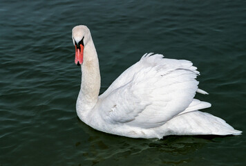 Fototapeta premium The mute swan (Cygnus olor), adult bird swimming in the sea