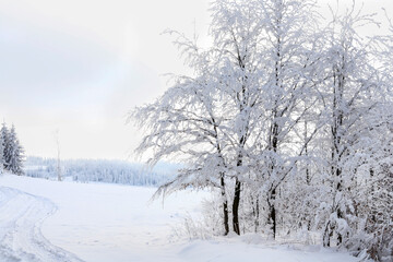 Forest in winter, heavy snow.