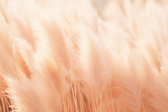 growing pampas grass background with color of the year 2024 peach fuzz
