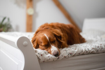 Cute dog sleeping in bed his owner in bedroom. Adorable Nova Scotia Duck Tolling Retriever alone at...