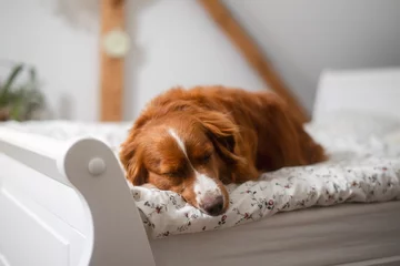 Fototapeten Cute dog sleeping in bed his owner in bedroom. Adorable Nova Scotia Duck Tolling Retriever alone at home.. © Chalabala