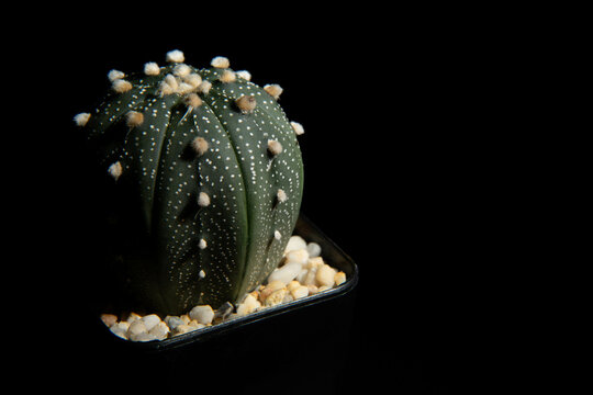 Closeup of Astrophytum cactus with white pebbles in tiny plastic black pot on isolated black background. Studio shot. One way lighting.