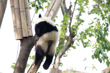 close up Little Fluffy Panda on the Tree