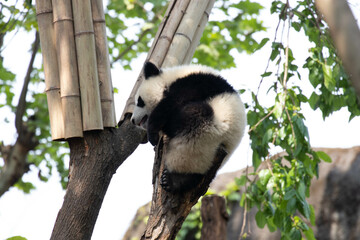 close up Little Fluffy Panda on the Tree