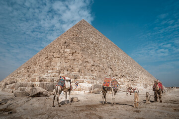 three camels at the base o Keops' pyramid. El Cairo . Egypt