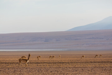 Guanaco