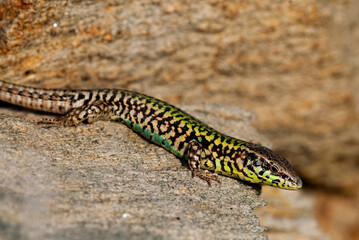 Skyros-Mauereidechse // Skyros wall lizard (Podarcis gaigeae) - Insel Skyros, Griechenland