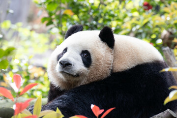 Fototapeta premium Cute Sweet Panda, Mei Lan aka Rou Rou. Panda Valley