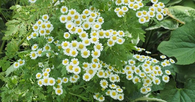 Feverfews (Tanacetum parthenium). Dense flat-topped clusters of small white flowers daisy-like above alternate and yellow-green pinnatifid  leaves swaying gracefully with the wind
