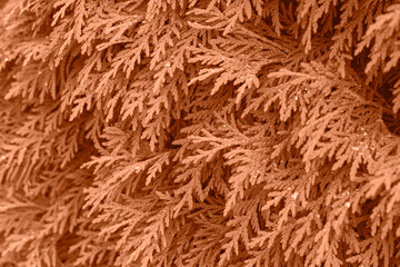 Peach Fuzz color leaf texture, nature monochrom background. Color of the year 2024