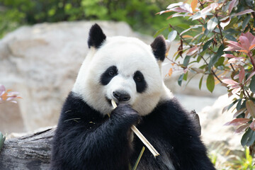 Close up Panda eating Bamboo