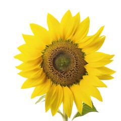 sunflower, isolated, transparent, background, bloom, flower, yellow, petals, floral, nature, plant, vibrant, botanical, sunny, flora, bright, sun, blossom, garden