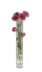 pink gerber flowers in vase
