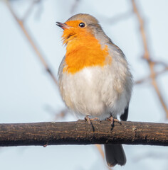 Singendes Rotkehlchen auf einem Ast
