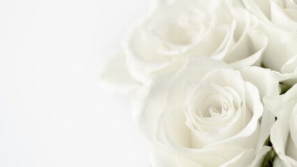 White background of roses flower. Greeting card. Floral composition. Copy space.