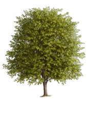 tree isolated on white background