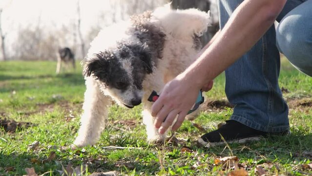 male hands putting a dog collar and leash on his dog, walking outside