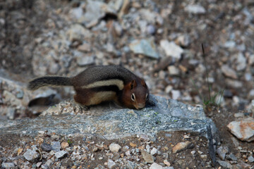 A little squirrel on a stone 