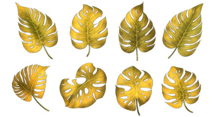 collection of wheat ears