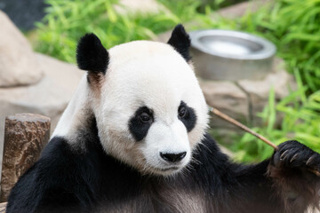 Obraz premium Close up male giant Panda, Le Bao, Everland, South Korea