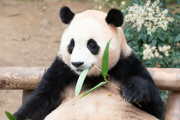 Obraz premium Close up Happy Panda, Fu Bao