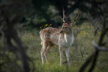 Fallow deer (Dama dama) in rutting season in  the forest of Amsterdamse Waterleidingduinen in the Netherlands. Forest in the background. Wildlife in autumn.                       