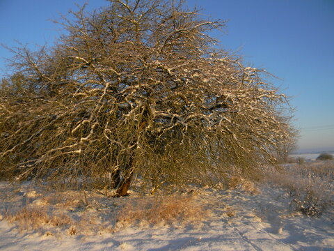 Just a so-so tree
