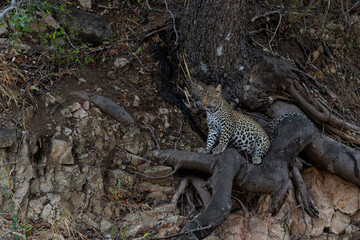 Leopard cub in the tree hiding for a hyena in a Game Reserve in the greater Kruger region in South 