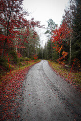 Fototapeta na wymiar Empty road along trees during autumn
