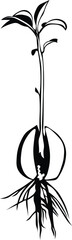 Cartoon Black and White Isolated Illustration Vector Of A Plant Sprouting from a Seed