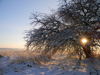 morning near the village of Osiek1