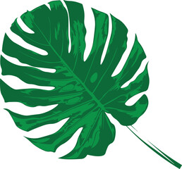 Cartoon Isolated Illustration Vector Of A Palm Leaf