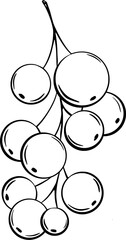 Currant for decorating confectionery products in graphic style. Vector illustration. Hand drawn in a simple minimalist style. Can be used for kitchen, notes, cookbook, textile.