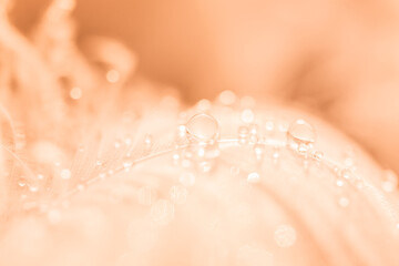 Color of the Year 2024 Peach Fuzz. Transparent water droplets on feather on turquoise background, Dreamy elegant image of fragility and beauty of nature. Macrophotography. Selective focus.