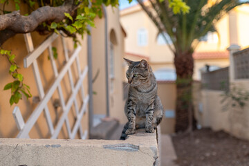 Gray tabby cat with green eyes in a garden