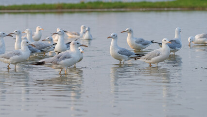 Fototapeta premium MIGRATORY FLOCK OF SEAGULL BIRDS ON THE SHORES OF SALALAH